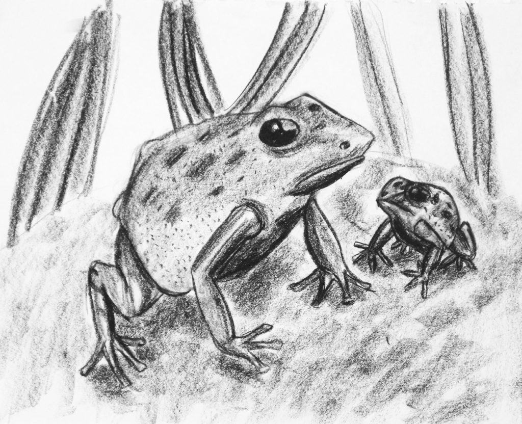 a charcoal drawing of one large frog and a smaller frog next to it