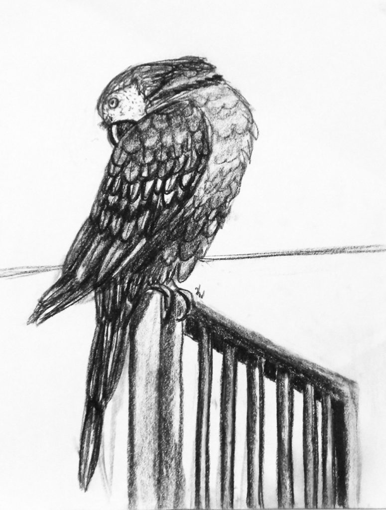 A charcoal drawing of a parrot cleaning it's back feathers.